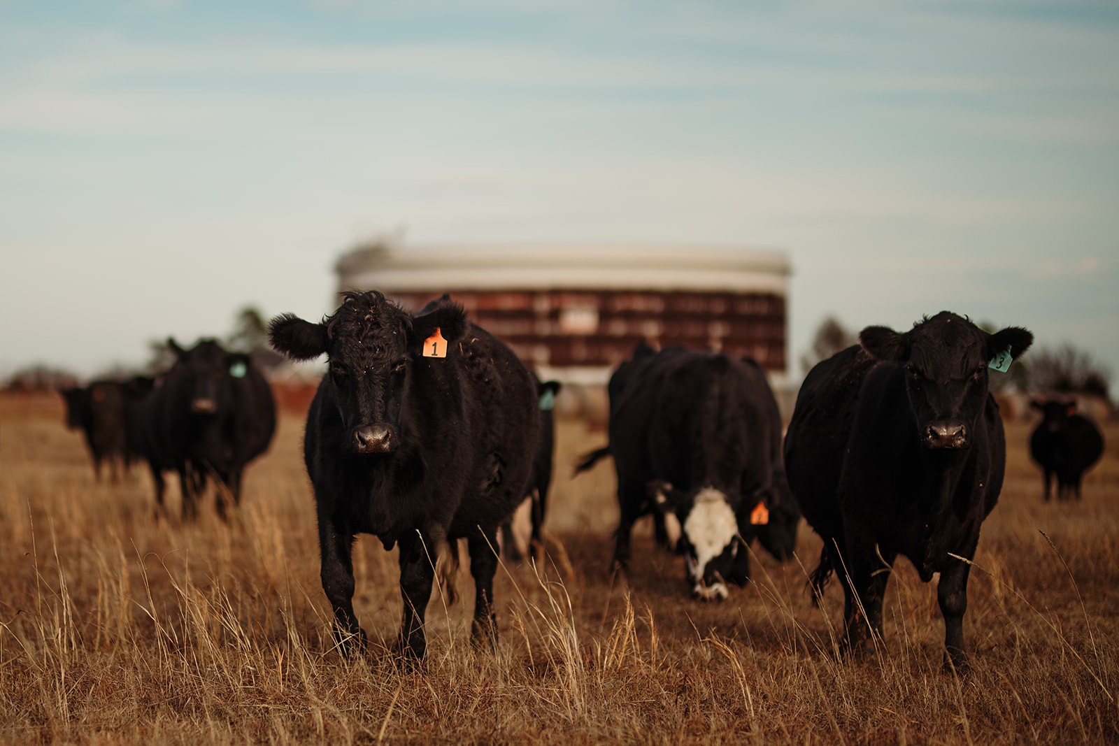 Cow1websize (1)