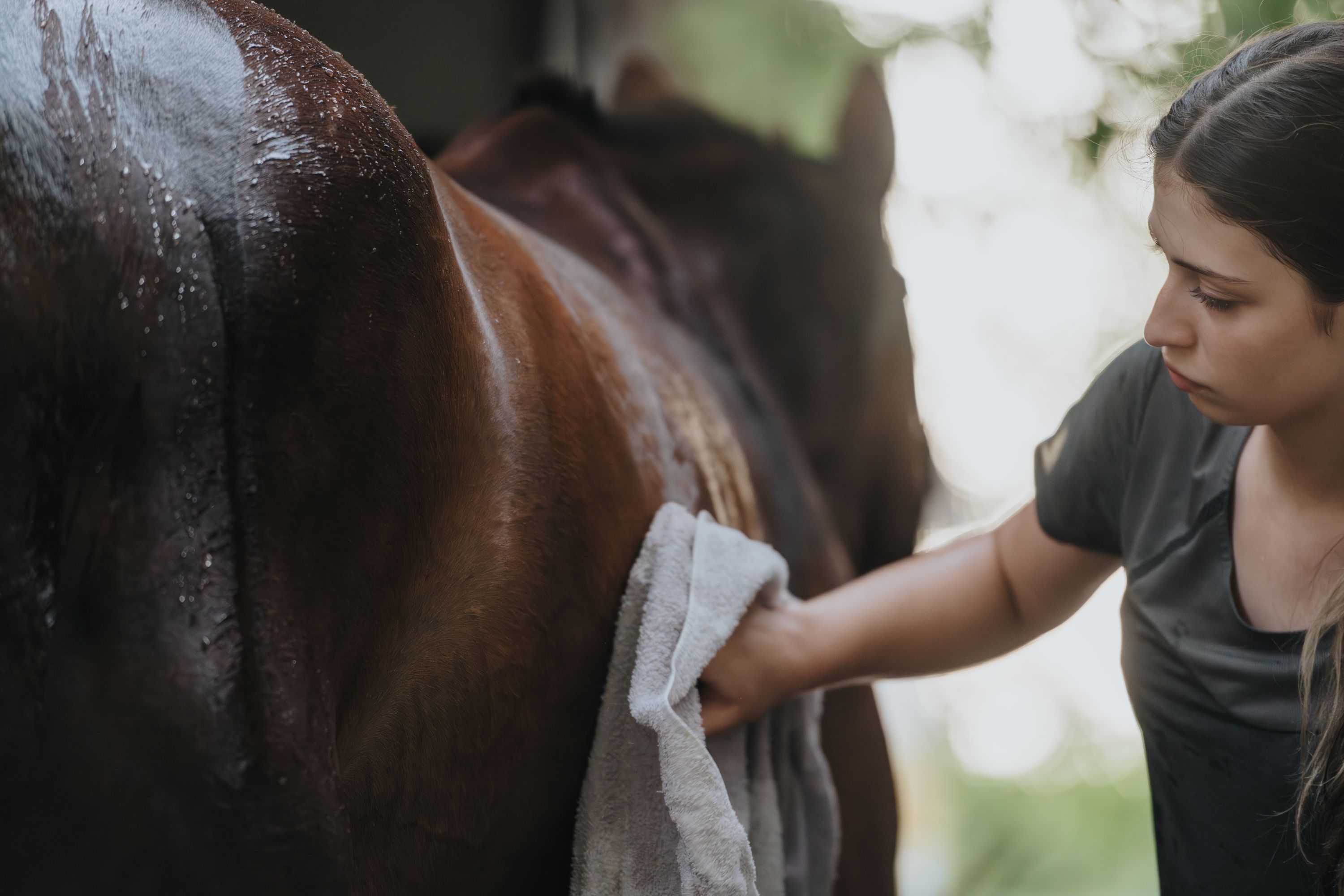 Horse Grooming Shutterstock 2562791369