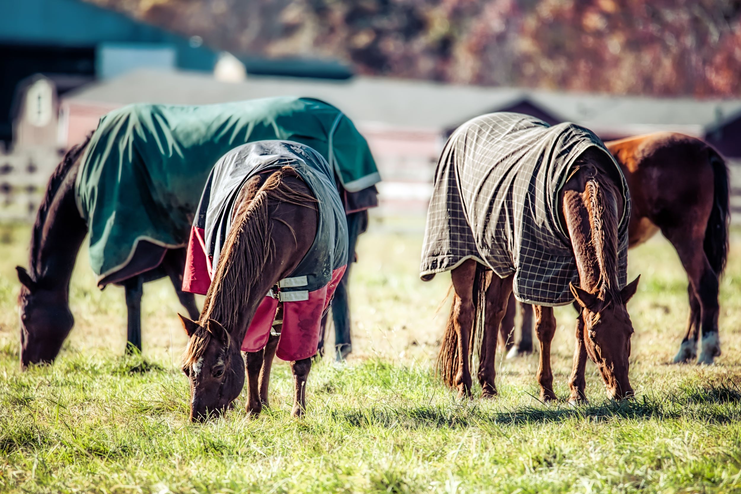 Horse Blankets Shutterstock 760634923
