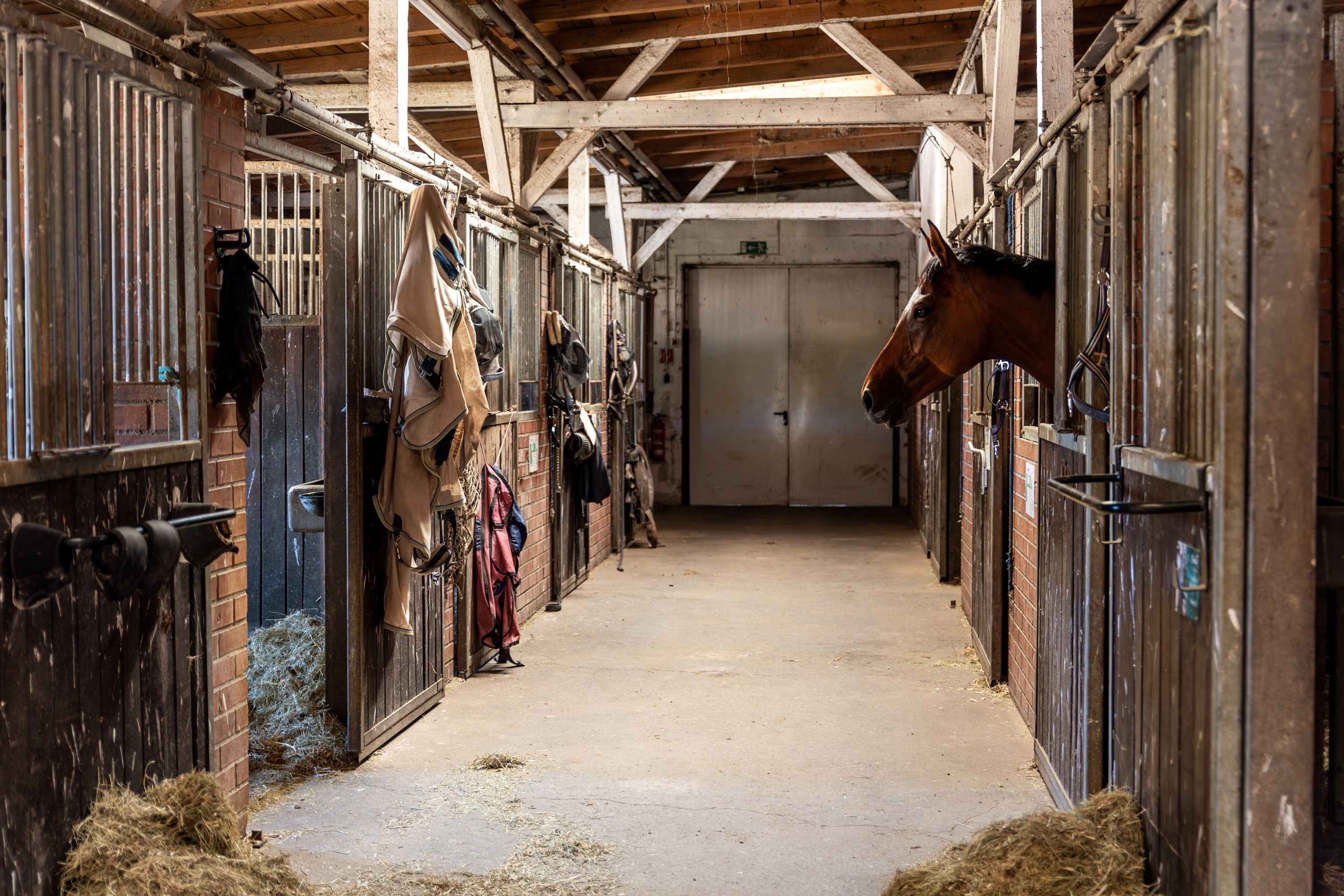 Horse Laundry Shutterstock 2703366619